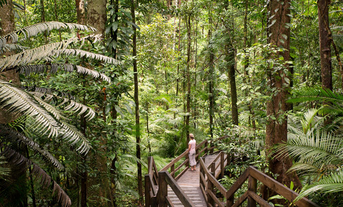 Daintree