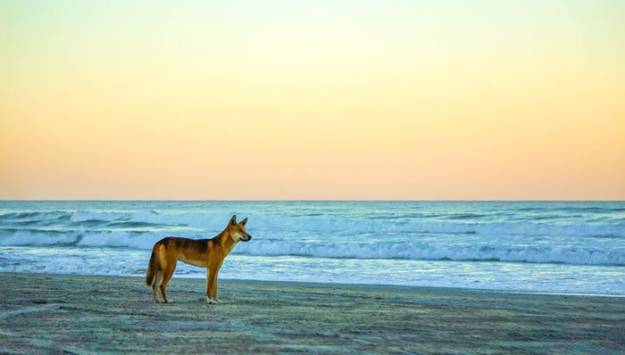 Dingo Dingo