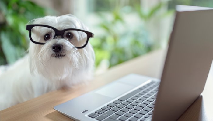 A dog writing a blog